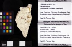 Foto (Objket + Etiketten) von Isopoda indet. 